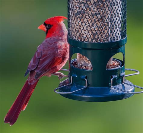 cardinal and blue jay bird food